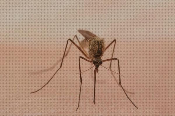 Las mejores marcas de Más sobre cortinacintas solapadas antimosquitos Más sobre metaltex red antimosquitos Más sobre pulsera antimosquitos ladybug antimoscas y antimosquitos