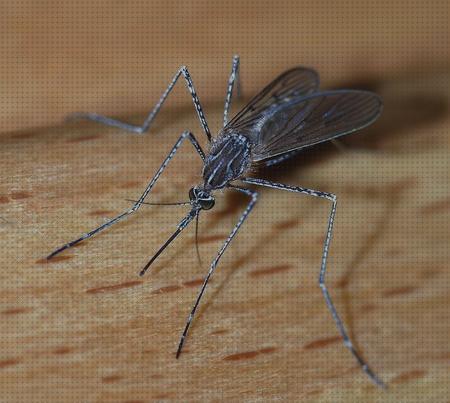 ¿Dónde poder comprar lampara antimosquito antimosquito dioxido?