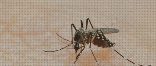 Las mejores Más sobre aceites esenciales antimosquito difusor lampara antimosquito antimosquito eficaz de verdad