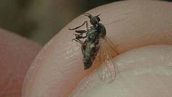 ¿Dónde poder comprar lampara antimosquito antimosquito mosca negra?
