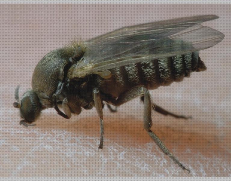 Las mejores marcas de lampara antimosquito antimosquito mosca negra