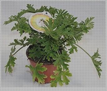 Los 41 Mejores antimosquito olores