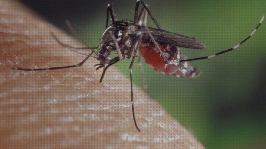 Las mejores antimosquitos ultrasonido antimosquitos antimosquitos 300 metros ultrasonidos
