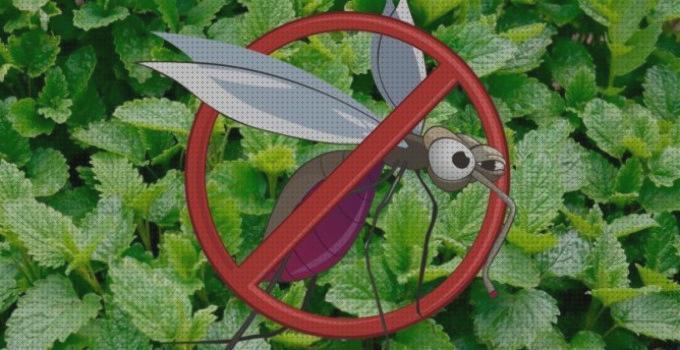 Review de antimosquitos citral