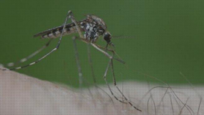 Las mejores deet antimosquitos antimosquitos antimosquitos deet y ole