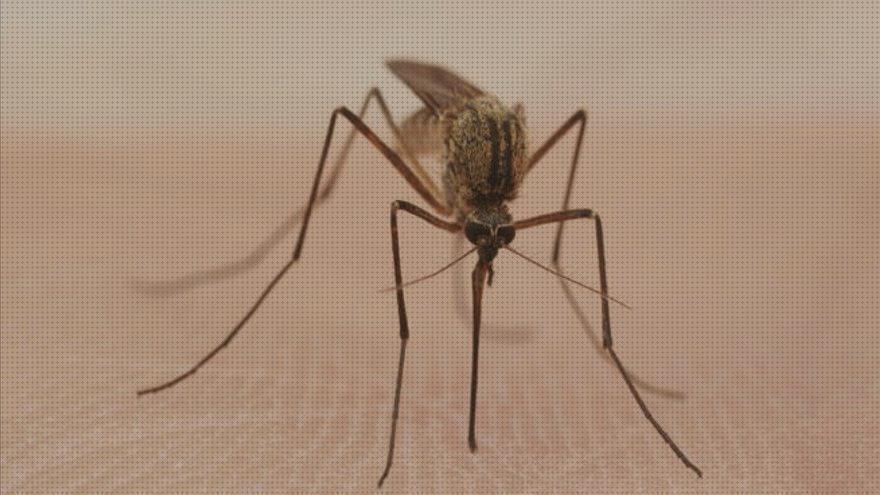 Las mejores marcas de Más sobre tiamina antimosquitos Más sobre tiamina antimosquitos Más sobre hamkaw antimosquitos antimosquitos diario