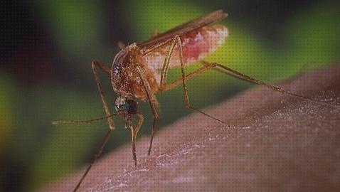 Los 23 Mejores antimosquitos facua del mundo