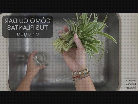 Las mejores antimosquitos flower Más sobre antimosquitos lanta Más sobre antimosquitos mechero antimosquitos flower agua