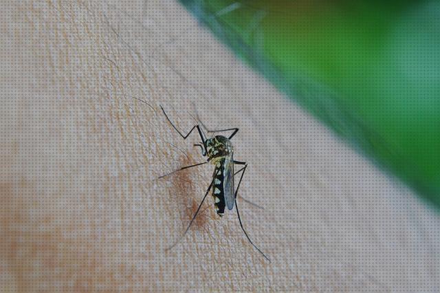 TOP 34 antimosquitos lactancias a la venta