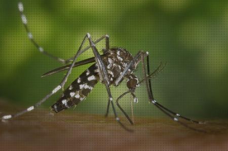 ¿Dónde poder comprar deet antimosquitos antimosquitos antimosquitos más de 40 deet?