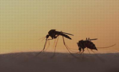 Las mejores antimosquitos natural antimosquitos antimosquitos natural azucar y levadura