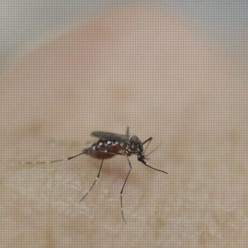 TOP 17 antimosquitos osakidetza del mundo