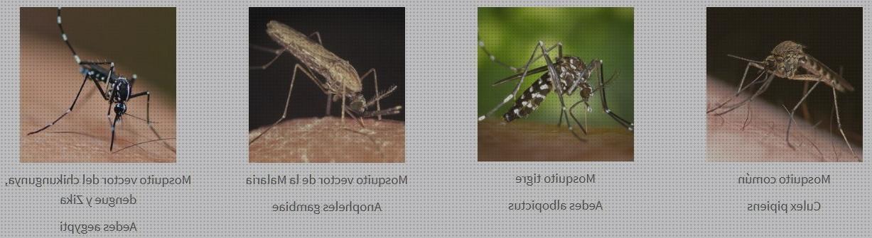 Review de los 30 mejores antimosquitos r107 para comprar