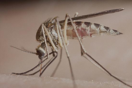 ¿Dónde poder comprar Más sobre cortinacintas solapadas antimosquitos Más sobre metaltex red antimosquitos Más sobre pulsera antimosquitos ladybug antimosquitos sin peretrinas?