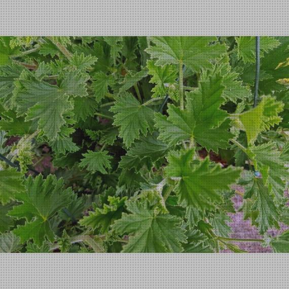 TOP 36 antimosquitos sudafrica