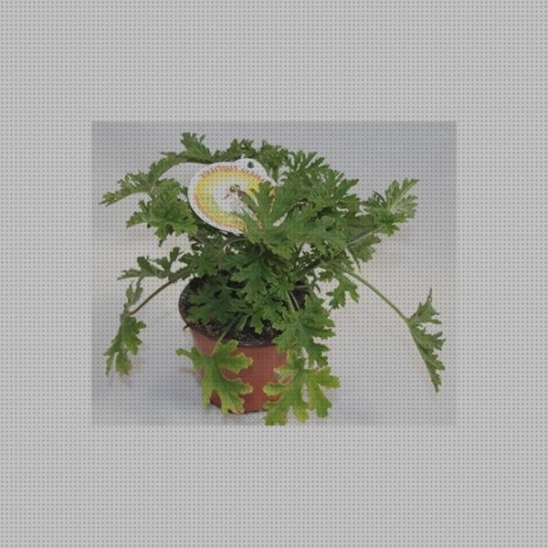 ¿Dónde poder comprar Más sobre antimosquitos lanta Más sobre antimosquitos mechero Más sobre antimosquitos sonata antimosquitos sudafrica?