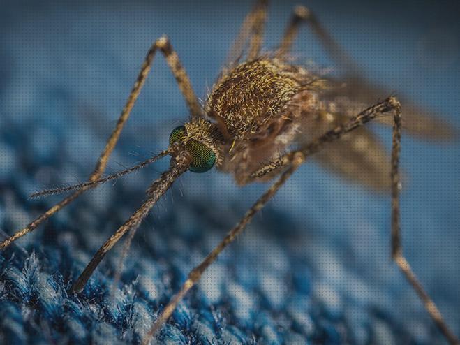 27 Mejores antimosquitos teraza paredes para comprar