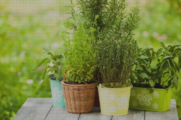 Las mejores Más sobre tiamina antimosquitos Más sobre tiamina antimosquitos Más sobre hamkaw antimosquitos arbusto antimosquitos