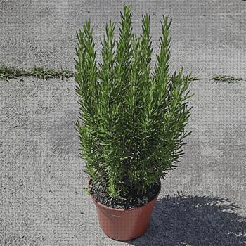 Mejores 13 arbustos antimosquitos para comprar