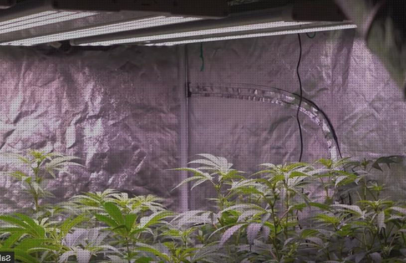 Las mejores marcas de Más sobre lamparas ahorradoras led lamparas led led autoflorecientes lamparas led