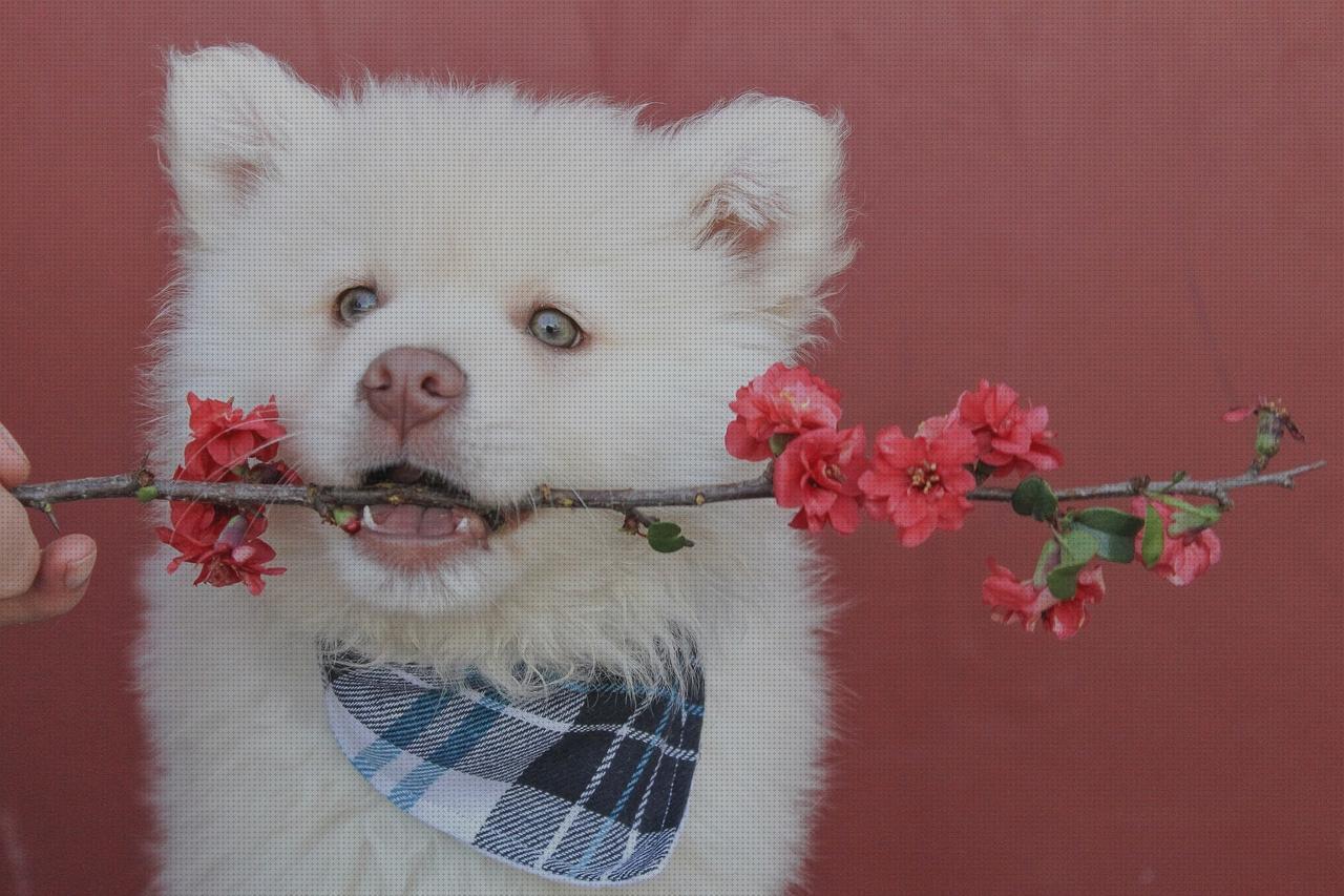 Las mejores Más sobre antimosquitos lanta Más sobre antimosquitos mechero Más sobre antimosquitos sonata bandana antimosquitos