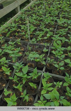 ¿Dónde poder comprar Más sobre tiamina antimosquitos Más sobre tiamina antimosquitos Más sobre tiamina antimosquitos bignoniaceae antimosquitos?