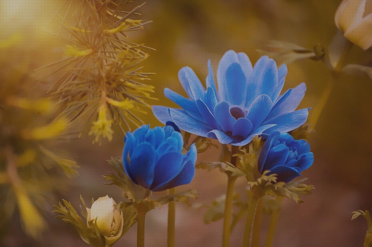 Las mejores bloom antimosquitos antimosquitos bloom antimosquitos deet