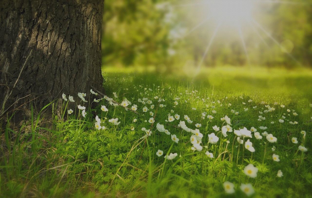 TOP 41 bloom antimosquitos embarazos del mundo