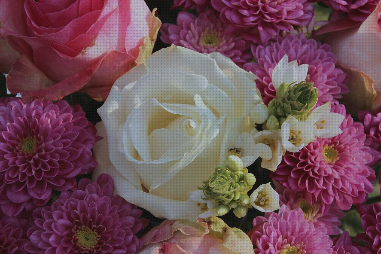 Review de blum antimosquitos