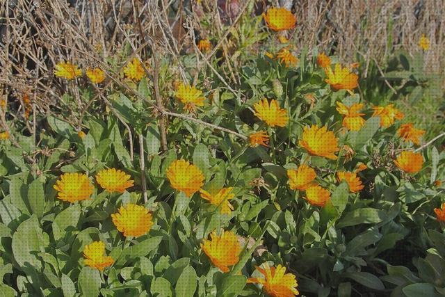 36 Mejores calendula antimosquitos a la venta