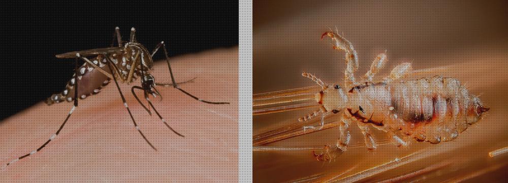 ¿Dónde poder comprar Más sobre cortinacintas solapadas antimosquitos Más sobre metaltex red antimosquitos Más sobre pulsera antimosquitos ladybug camiseta antimosquitos y vectores?