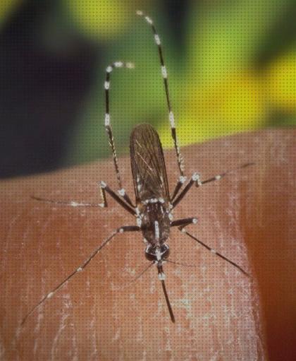 Las mejores Más sobre cortinacintas solapadas antimosquitos Más sobre metaltex red antimosquitos Más sobre pulsera antimosquitos ladybug camiseta antimosquitos y vectores