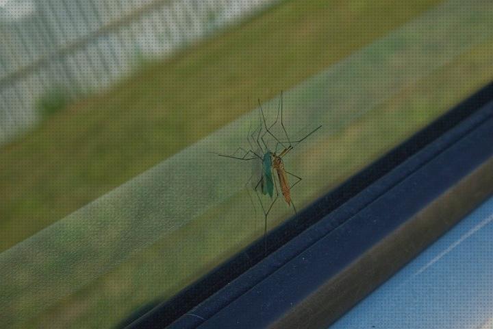 Las mejores Más sobre hamkaw antimosquitos Más sobre antimosquitos lanta Más sobre antimosquitos mechero carglass antimosquitos