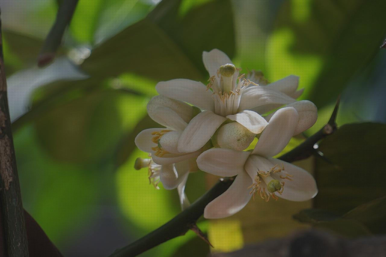 TOP 12 citron antimosquitos 50