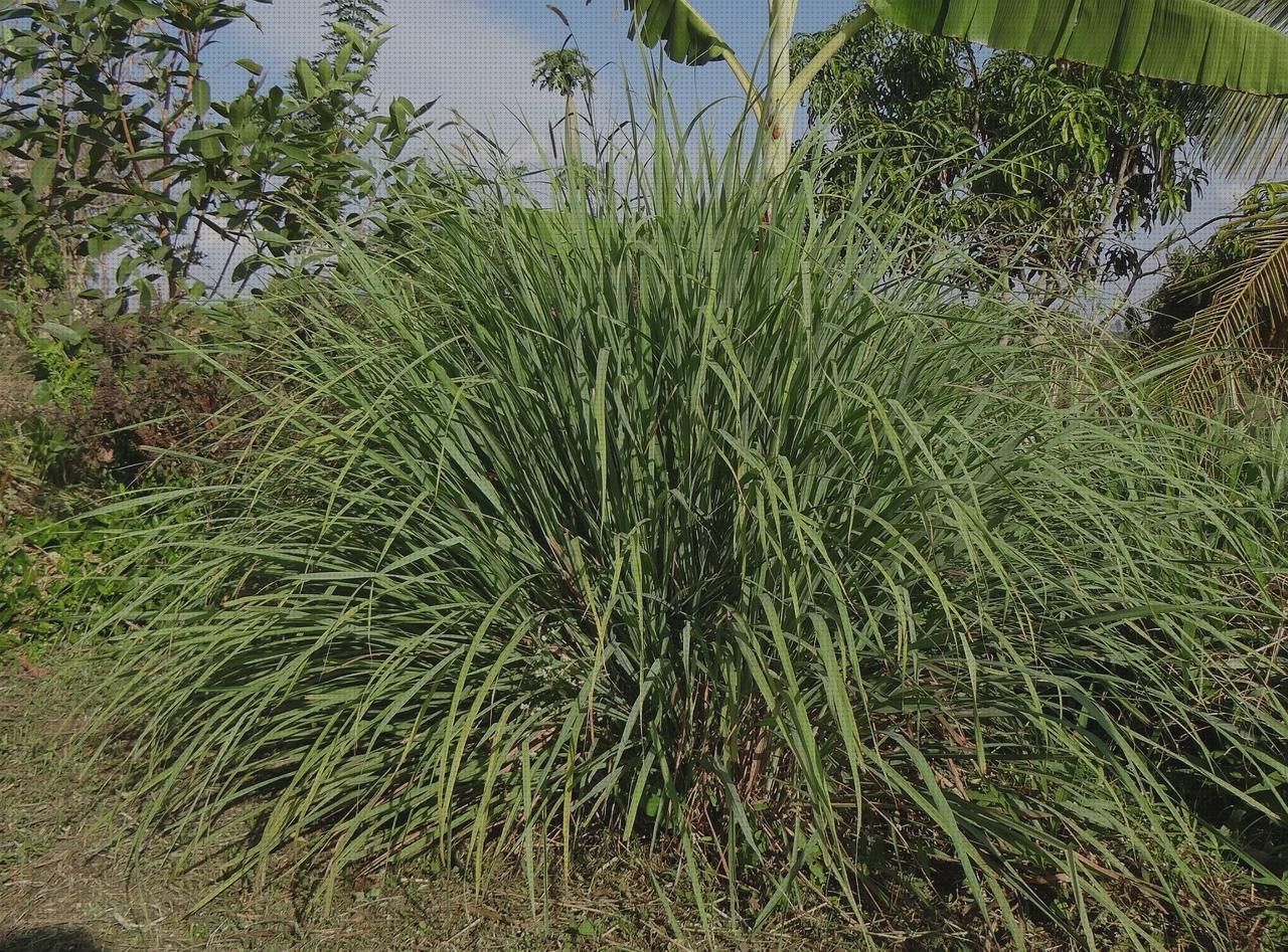 Los 29 Mejores citronela antimosquitos embarazos para comprar