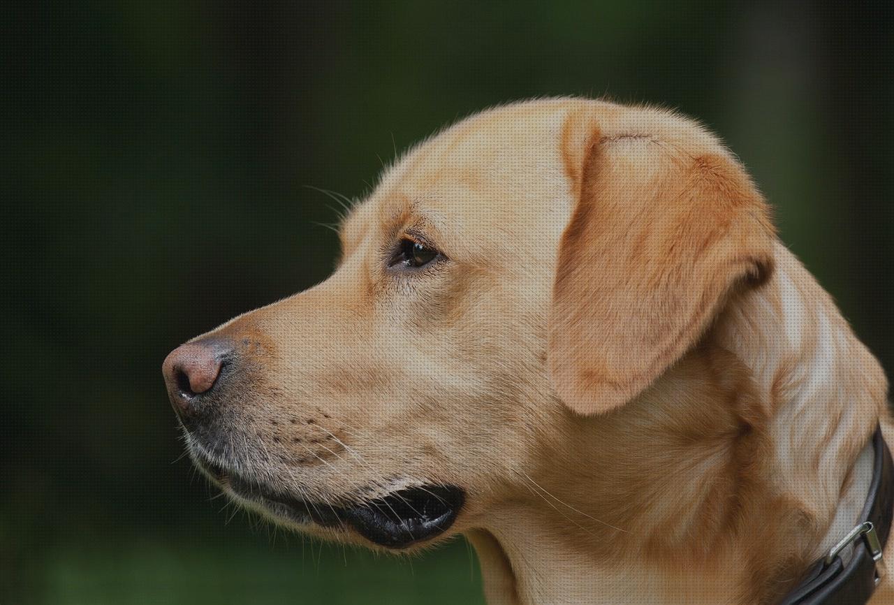 Las mejores Más sobre antimosquitos sonata antimosquitos collar antimosquitos