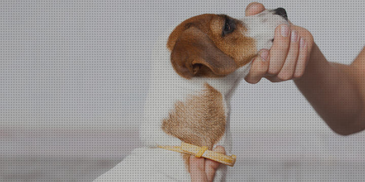 Review de collar antimosquitos cachorros