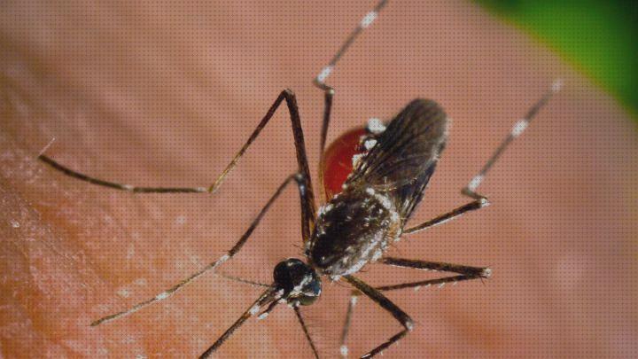 ¿Dónde poder comprar Más sobre hamkaw antimosquitos Más sobre antimosquitos lanta Más sobre antimosquitos mechero cuarenrena antimosquitos?