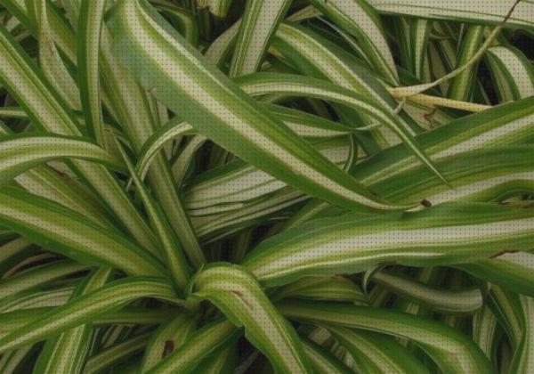 Análisis de los 35 mejores enrredadreas antimosquitos a la venta