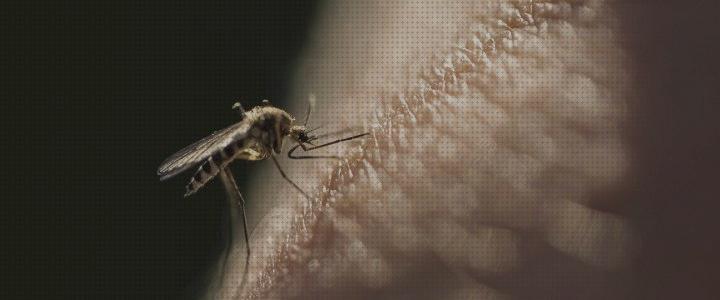 Review de esencias antimosquitos naturales enchufe