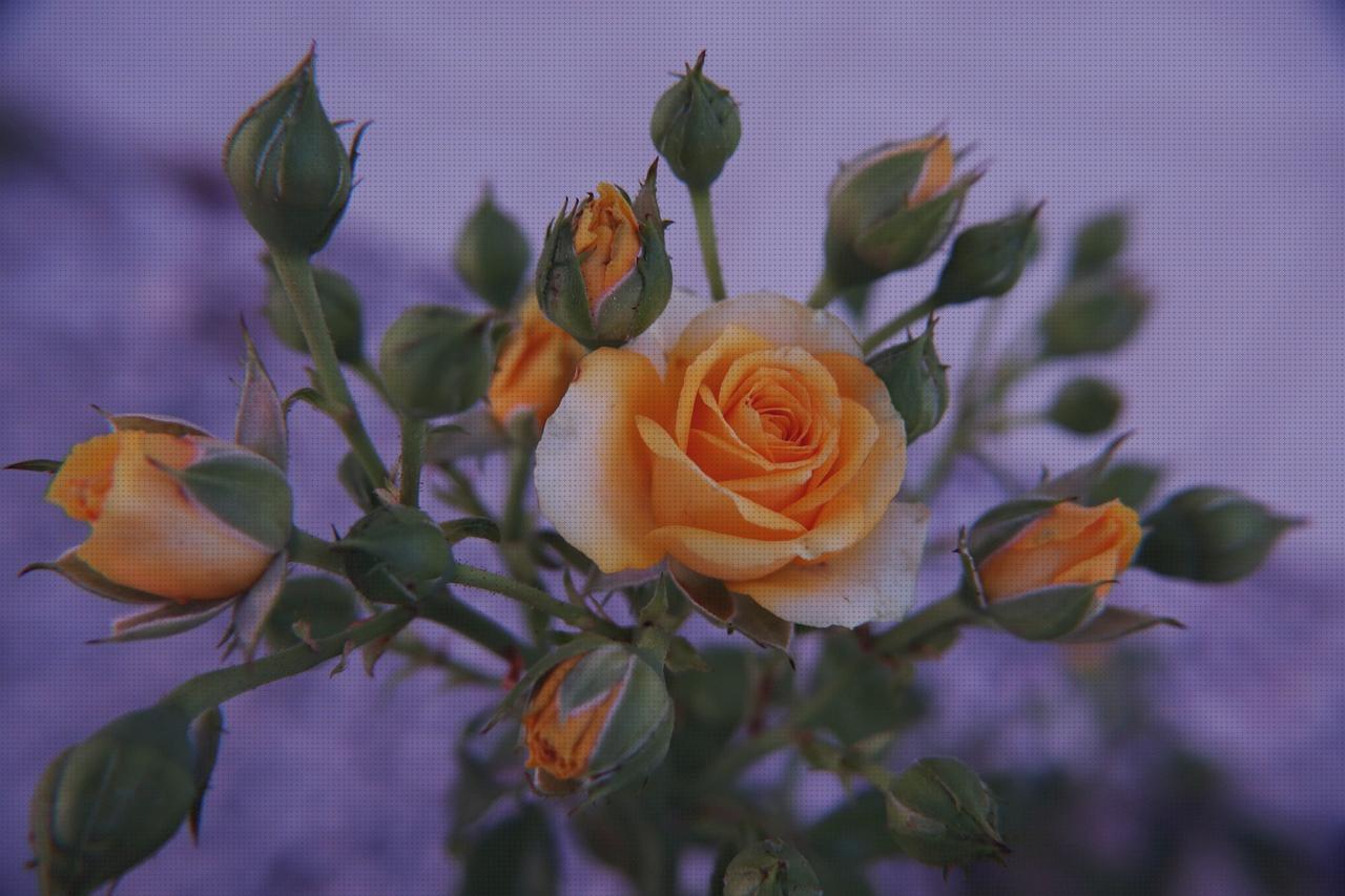 Las mejores flora antimosquitos Más sobre antimosquitos mechero Más sobre antimosquitos sonata flora spray antimosquitos