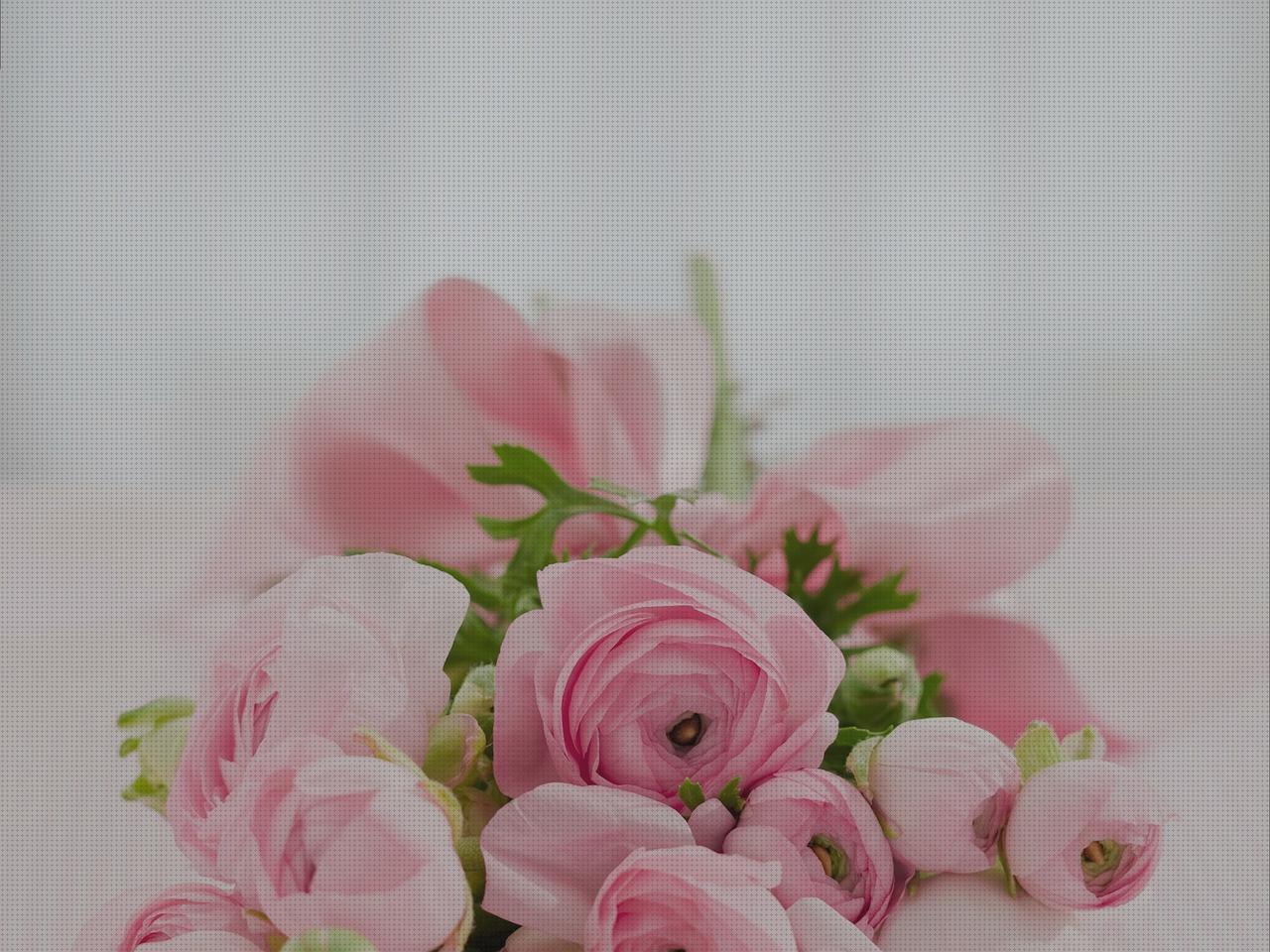 Review de flores limonella antimosquitos