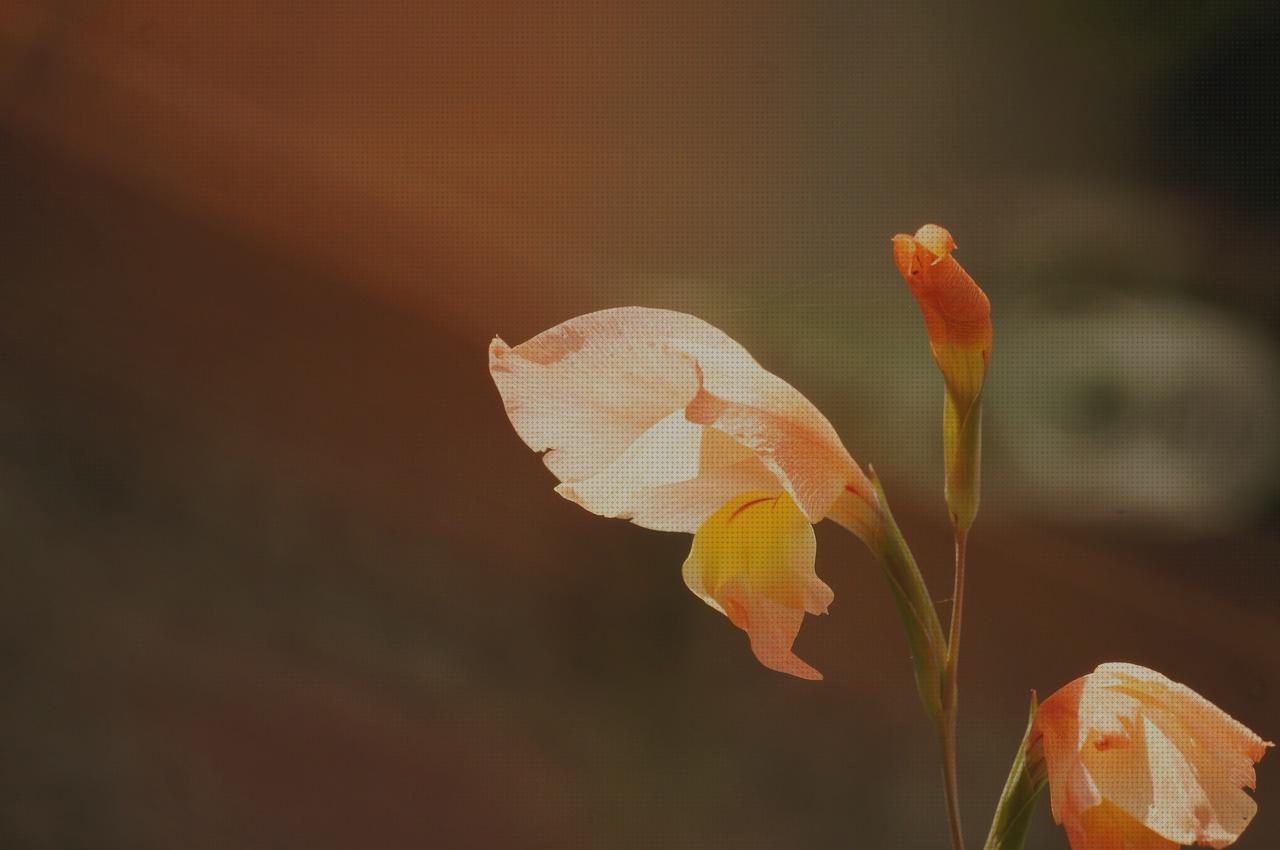 Las mejores marcas de plantas antimosquitos antimosquitos florez de plantas antimosquitos