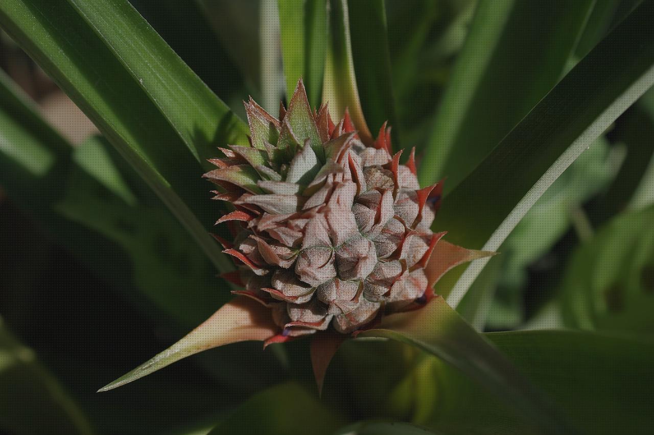 Las mejores plantas antimosquitos antimosquitos florez de plantas antimosquitos