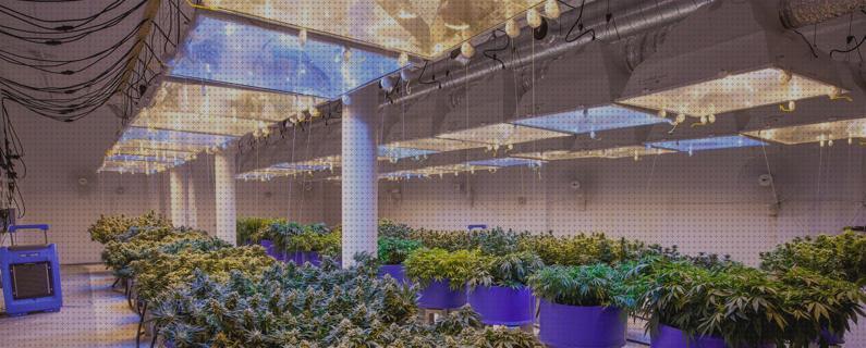 ¿Dónde poder comprar Más sobre foco ring focos foco de cultivo interior?