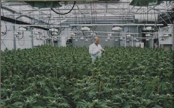 Las mejores Más sobre foco ring focos foco de cultivo interior