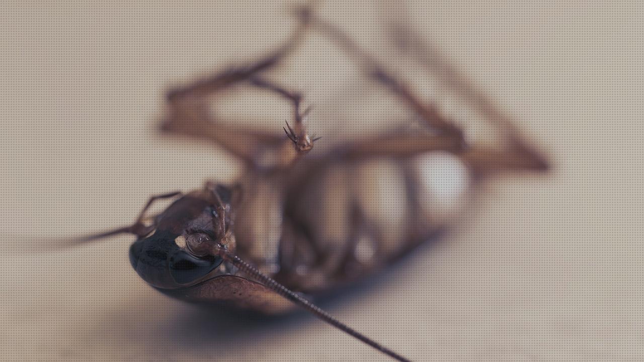 Las mejores marcas de Más sobre antimosquitos lanta Más sobre antimosquitos mechero Más sobre antimosquitos sonata fumigación antimosquitos