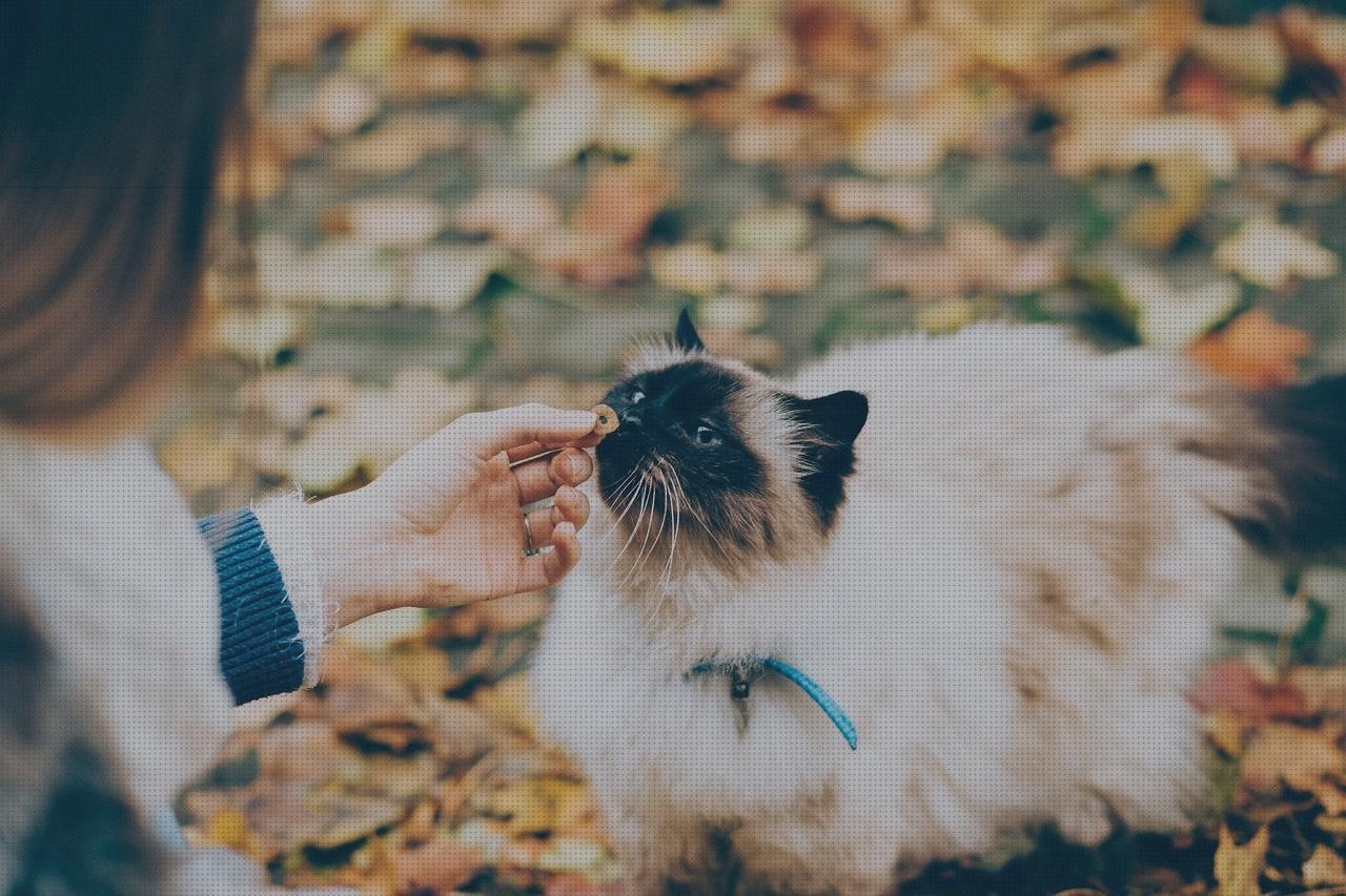 ¿Dónde poder comprar antimosquitos gatos antimosquitos gato collar antimosquitos?