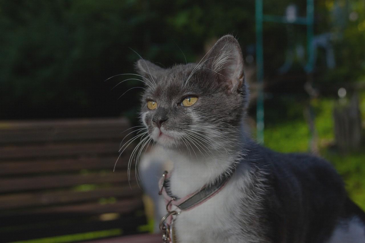 Review de gato collar antimosquitos