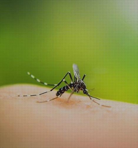 ¿Dónde poder comprar malla antimosquitos betterware Más sobre pulsera antimosquitos ladybug Más sobre tiamina antimosquitos gel antimosquitos betterware?